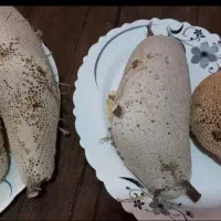 عسل طبیعی|عمده‌فروشی|بوشکان, |دیوار