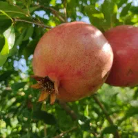 نهال گل انار