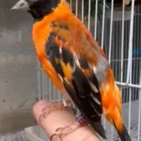 پرنده قرمز گم شده بلوار شورا یزدانشهر