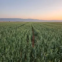 کارگر استخدام زمین کشاورزی سرحد اقلید جا خواب غذا