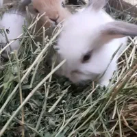 بچه خرگوش لوپ