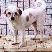 سگ‌پا‌کوتاه