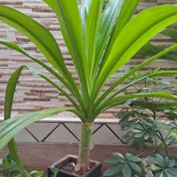 گل ذرتی|گل و گیاه طبیعی|کازرون, |دیوار