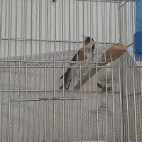 سهره جوجه قفس|پرنده|گلستان (تهران), |دیوار