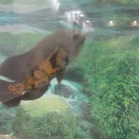 آکواریوم بزرگ سالم|ماهی|تایباد, |دیوار