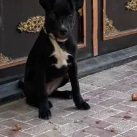 پیتبول ماده ۴ ماهه