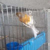 یک جفت قناری رسمی بلند (نر مست)|پرنده|بروجرد, |دیوار