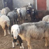 گوسفند ترکی|حیوانات مزرعه|ریگ, |دیوار