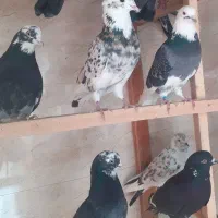 کبوتربچه های خط پایان|پرنده|لاهیجان, بازکیاگوراب|دیوار