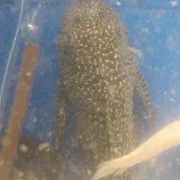 کتفیش لجنخوار L59