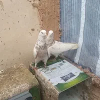 کبوتر سینه طلایی پرشی