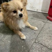 سگ پامر(پامرانین)