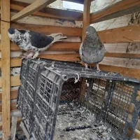 چپ افشون سار