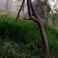 ریشه سنجد حاج حسین
