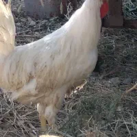 خروس سفید معاوضه با مرغ فریح