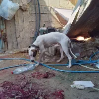 سگ داگو آرژانتینی|سگ|یاسوج, |دیوار