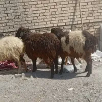 شیشک میش آبستن|حیوانات مزرعه|شیراز, زند|دیوار