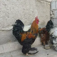 مرغ وخروس وتخم مرغ برهما|حیوانات مزرعه|پاکدشت, پاکدشت (مامازند)|دیوار