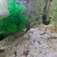 فروش  ماهی گوپی  بزرگ  و کوچک