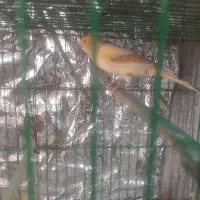 قناری نروماده