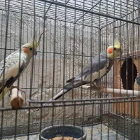 جفت عروس|پرنده|بندرعباس, |دیوار