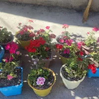 گل شمعدانی زیبا