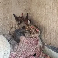 جوجه محلی