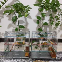 قفس سهره و قناری