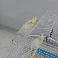 یه جفت عروس هلندی