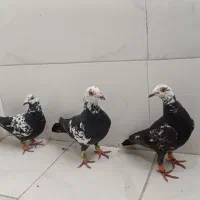 سوسکی|پرنده|سده (خراسان جنوبی), |دیوار