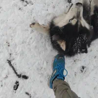 سگ هاسکی|سگ|نوشین شهر, |دیوار