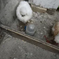 مرغ و خروس ابریشمی خاص