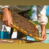 عسل طبیعی درجه یک