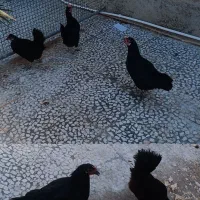 مرغ محلی تخم گذار