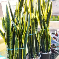 سانسوریا شمشیری ابلق|گل و گیاه طبیعی|شهریار, اسکمان|دیوار