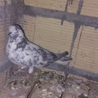 کبوتر پرشی|پرنده|نجف‌آباد, یزدانشهر|دیوار