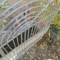 سهره سرسیاه وکرمانی باهم