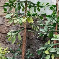 گل مار بسیار بزرگ وزیبا و انواع گلهای دیگر|گل و گیاه طبیعی|رشت, تازه آباد|دیوار