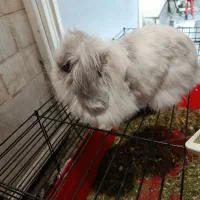 فروش خرگوش لوپ ماده با لوازم کامل|موش و خرگوش|تهران, دبستان|دیوار