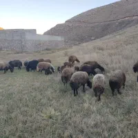 گوسفند دشتی و دامازدیخ