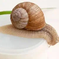 کرم جوانساز سلطنتیِ حلزون