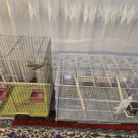 قفس|لوازم جانبی حیوانات|شیراز, شهرک قمشه|دیوار