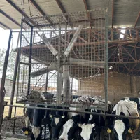 استخدام کارگر گاوداری اتباع