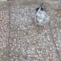 کفتر