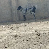 یک جفت سگ خاکستری گم شده