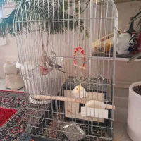 یک جفت عروس هلندی