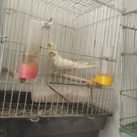 عروس هلندی جفت