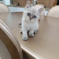 ع ه د ه سرپرستی گربه