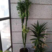 گلهای اپارتمانی