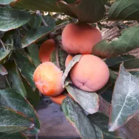 نهالستان سبز    صفوی|خدمات باغبانی و درختکاری|تسوج, |دیوار